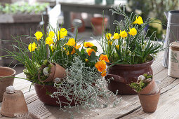 Hoarfrost Daffodils 'golden Bells', Horned Violet And Grape Hyacinths As Table-