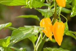 Yellow chilli peppers growing on plant