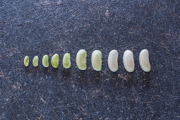 Growth phases of a bean