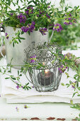 Windlicht und Blaue Luzerne (Medicago sativa) auf Gartentisch