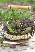 Freshly harvested, purple shooting broccoli in a wire basket