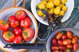 Frisch geerntete bunte Tomaten in Emaillesieben, mit rotem Basilikum dekoriert