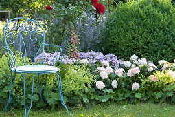 Bed with rose 'Garden of Roses', phlox, lady's mantle and thimble