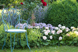 Beet mit Rose 'Garden of Roses', Phlox, Frauenmantel und Fingerhut