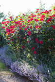 Rote Rosen und Katzenminze im Garten