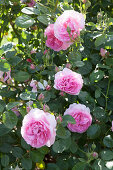 Rosa blühende Rosen im Garten