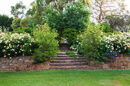Sodium stone stairs surrounded by blooming roses in a landscaped garden