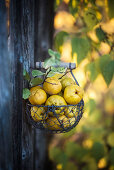 Chaenomeles in a wire basket handing on a fence