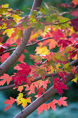 Red maple tree 'Autumn Blaze' (detail)