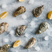 Frische geschlossene Austern mit Zitronenspalten und Eiswürfeln (Aufsicht)