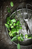 Various freshly washed herbs with scissors