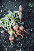Digging up beetroot in a kitchen garden