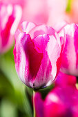 Pinkfarbene Tulpe