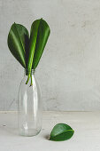 Blätter vom Gummibaum in Glasflasche