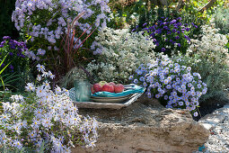 Basket bowl with apples on boulder in bed with autumn asters