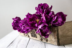 Gefüllte Tulpe 'Purple Peony'