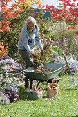 Herbstarbeiten im Garten: Frau legt Gartenabfall in Schubkarre