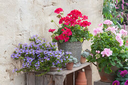 Standing geraniums 'Light Pink' 'Hot Pink' and fan flower Surdiva 'Blue'