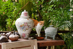 Katze auf Tisch mit Vasen und Zierkürbissen, im Hintergrund Palmen
