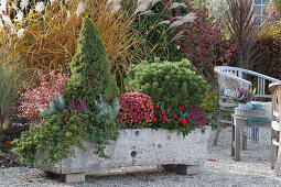 Stone trough with conifers, chrysanthemum, heather and skimmie