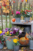 Herbst - Arrangement mit Stiefmütterchen, Hornveilchen und Knospenheide am Zaun
