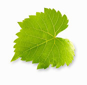 Vine leaf