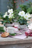 Christmas roses 'Wintergold' dressed up with knitted ribbon as table decoration