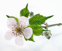 Blackberry blossoms on a branch