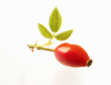 A rose hip in a sprig