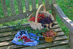 A still life with wild berries on a rustic wooden bench