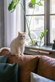 White cat on brown leather sofa next to window with Swiss cheese plant cuttings in vases
