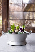 Old zinc tub planted with violas and hyacinths