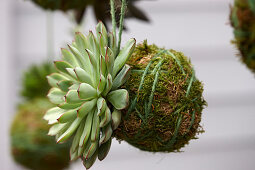 Echeveria Kokedama Ball