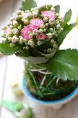 Kalanchoe kokedama ball