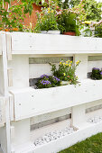 Flowering plants and white pebbles in DIY raised bed made from pallets