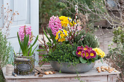 Spring bowl with primroses, hyacinths, savory and thyme