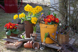 Pot arrangement with primroses, daffodils and ray anemone