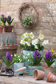 Pot table with Christmas rose, snowdrops, hyacinths, winter aconite and wreath on the wall