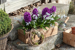 Wooden box with hyacinths and Lebanon squillias, wreath of moss and grass