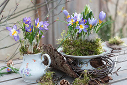 Frühlings-Tischdeko mit Krokus 'Tricolor' und Milchstern