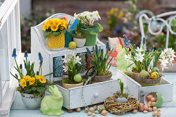 Easter decoration with primroses, grape hyacinths and milk star on a wall hanger with drawers