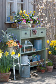 Spring terrace with daffodils, primroses, ray anemones, grape hyacinths and milk star