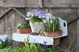 Pots of Horned Violets Rocky 'Lavender Blush', houseleek and snow pride in a wall hanger
