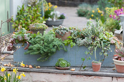 Easy-care box planted with perennials and succulents