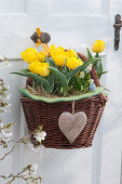 Yellow Darwin tulips 'Garant' in a basket with a heart pendant