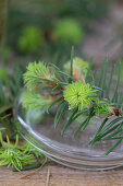 Spruce sprouts on a glass tea cup lid