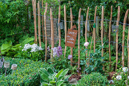 Picket fence in garden bed with rose, delphinium, phlox, hosta and boxwood