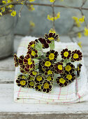 Posy of Primula 'Victoriana Gold Lace' on checked napkin