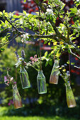 Wiesenblumen in Glasflaschen aufgehängt an blühendem Obstbaum