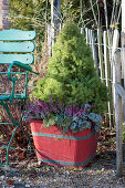 White spruce with budding heather and coral bells in a red wooden bucket